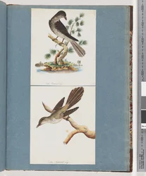 Page 119. Oiseau non identifié. 120. Oiseau non identifié