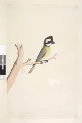 Page 11. Lanius. au-dessus du titre dans une autre main Octobre. Taille naturelle Crested Shrike, Tit Falcunculus frontatus, 1791-92