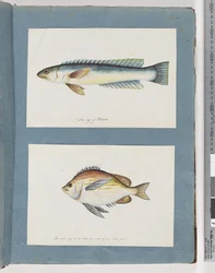 Poisson non identifié
