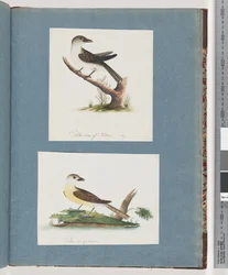 Page 121. Oiseau non identifié. 122. Oiseau non identifié
