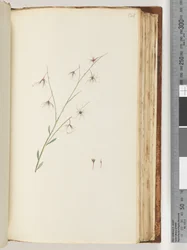 Page 121. Plante non identifiée