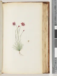 Page 124. Plante non identifiée