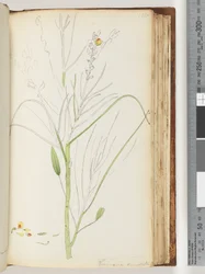 Page 126. Dessin inachevé de Viminaria denudata