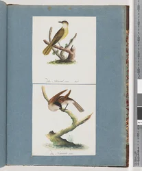 Page 129. Oiseau non identifié. 130. Oiseau non identifié