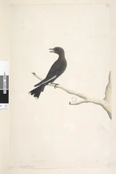 Page 12. Ocypterus. Dessiné à la taille naturelle, avril, Dusky Wood, Swallow Artamus cyanopterus