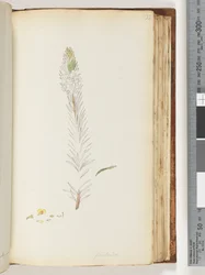 Floribunda dessin inachevé