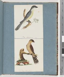 Page 138. Oiseau non identifié. 139. Oiseau non identifié