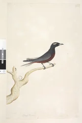 Page 13. Ocypterus. au-dessus du titre dans une autre main Décembre. Taille naturelle Hirondelle à sourcils blancs Artamus superciliosus, mâle, 1791-92