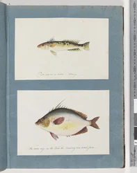 Page 13. Poisson non identifié. 14. Poisson non identifié