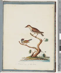 Page 140. 1. Oiseau non identifié. 2. Diamant à sourcils rouges
