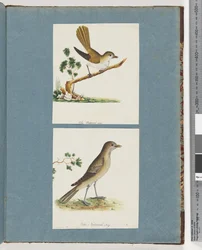 Page 142. Oiseau non identifié. 143. Oiseau non identifié
