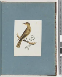 Page 144. Oiseau non identifié