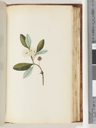 Page 146. Plante non identifiée
