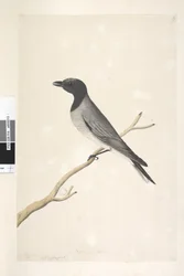 Page 14. Ceblephyris. au-dessus du titre dans une autre main Août. Taille naturelle Petit Coucou, Pie-grièche? Coracina robusta, 1791-92