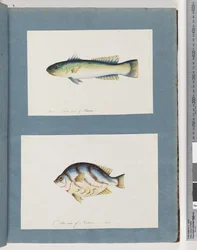 Page 15. Poisson non identifié 16. Poisson non identifié