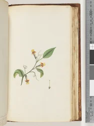Page 168. Plante non identifiée