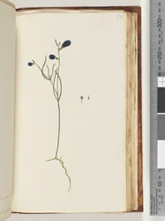 Page 174. Plante non identifiée