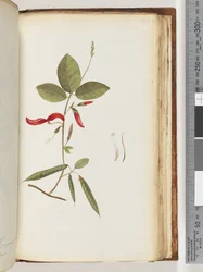 Page 183. Plantes non identifiées