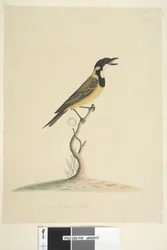 Page 18. Taille naturelle Siffleur doré Pachycephala pectoralis, mâle, 1791-92