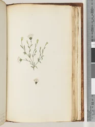 Page 196. Plante non identifiée