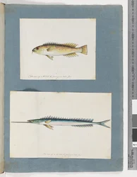 Page 1. Poisson non identifié. 2. Poisson non identifié