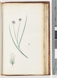 Page 201. Plante non identifiée