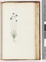 Page 202. Plante non identifiée