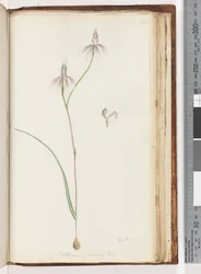 Page 208. Arethusa certe? Caladenia carnea / Orchidée doigts roses