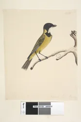 Page 20. Taille réelle. Avril Siffleur doré Pachycephala pectoralis, mâle, 1791-92