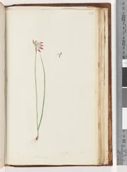 Page 210. Arethusa certe? / Caladenia