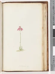Page 212. Caladenia sp