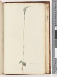 Page 216. Pterostylis nutans?