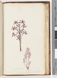 Page 217. Dipodium Brown / Dendrobium punctatum. Exot. Bot. t. 12. / Orchidée jacinthe