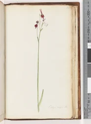 Page 218. Caleya major Br. / Orchidée canard volant