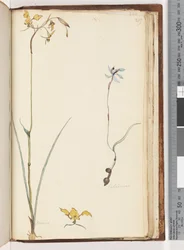 Page 219. Caladenia / Diuris deux plantes