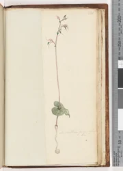 Page 221. Acianthus fornicatus Br / Pixie Caps