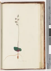 Page 222. Acianthus sp