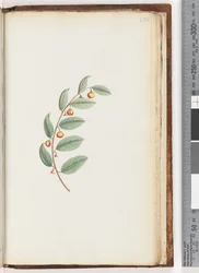 Page 232. Plante non identifiée