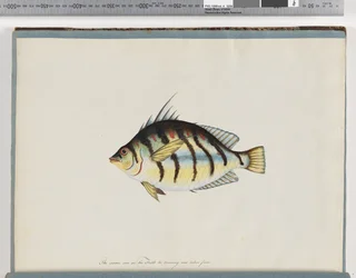 Page 23. Poisson non identifié