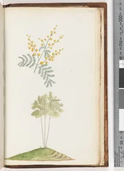 Page 243. Plante à fleurs sans nom