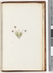 Page 248. Plante non identifiée