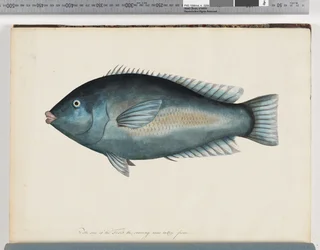 Page 26. Poisson non identifié