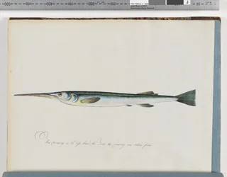 Page 27. Poisson non identifié