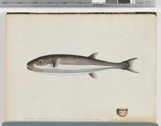 Page 28. Poisson non identifié