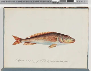 Page 29. Poisson non identifié