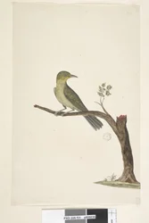 Page 31....? Mince, Bec blanc, Œil Zosterops tenuirostris, 1791-92
