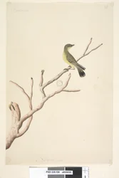 Page 36. Septembre. Taille réelle, Yellow Thornbill Acanthiza nana, 1791-92