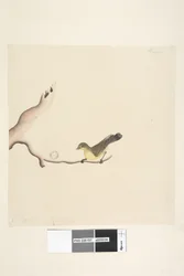 Page 37. Octobre. Taille naturelle Épine-vinette jaune Acanthiza nana, 1791-92