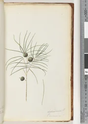 Page 39. Schraderia / Persoonia