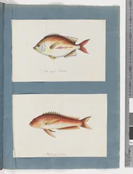 Page 3. Poisson non identifié 4. Poisson non identifié